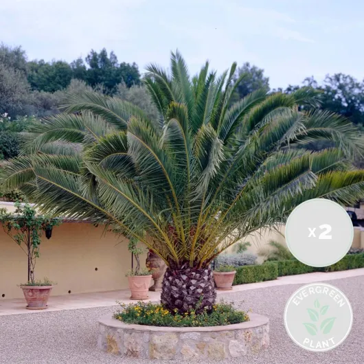 Lot de 2 - Phoenix Canariensis - Palmier dattier des Canaries - Palmier rustique - Plantes de jardin - 50-70 cm de haut - Pot 15 cm 2 Phénix canariensis - 50-70 cm