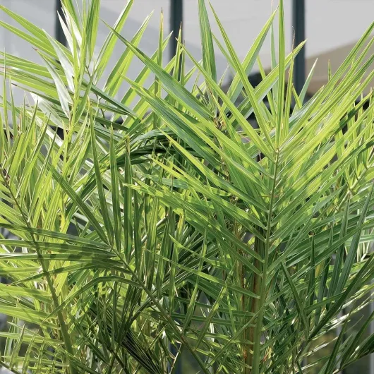 81qFnE8aXhL._AC_SL1200_