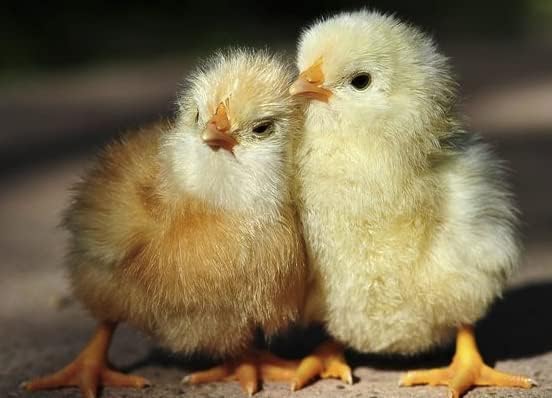 Copeaux de bois absorbants pour animaux box chevaux avicoles rongeurs terrariums secs litière haute qualité en balles de 400 litres (Solesoft)