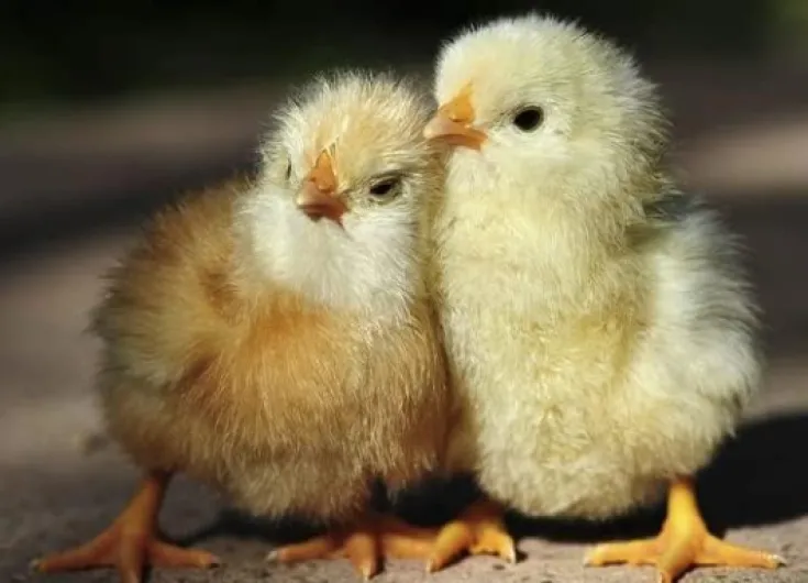 Copeaux de bois absorbants pour animaux box chevaux avicoles rongeurs terrariums secs litière haute qualité en balles de 400 litres (Solesoft)