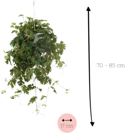 71UMH6ME OL._AC_SL1500_