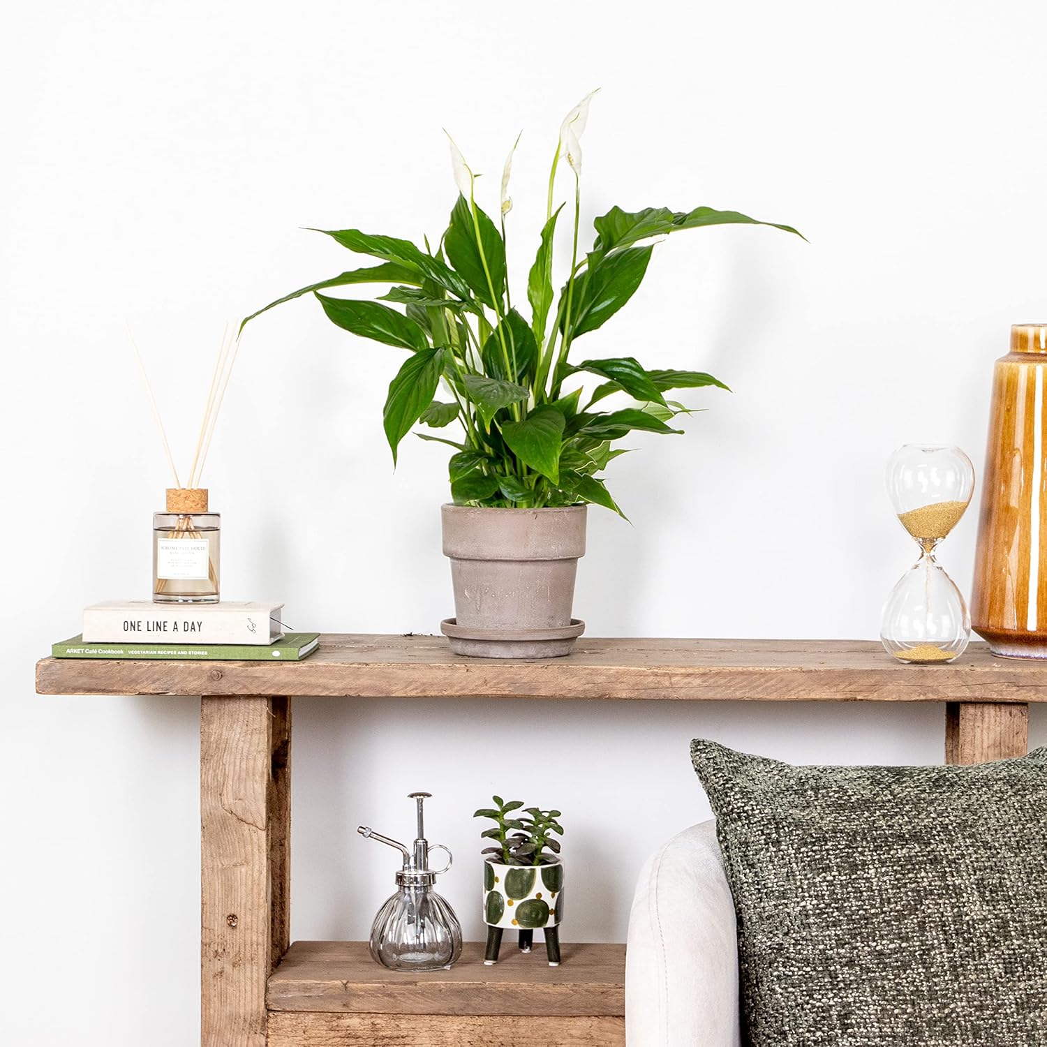 Spathiphyllum - Fleur de lune - Plantes d’intérieur - Dépolluante - Hauteur 30-40 cm - Pot 12 cm 1 Spathiphyllum "Torelli" 35-45 CM