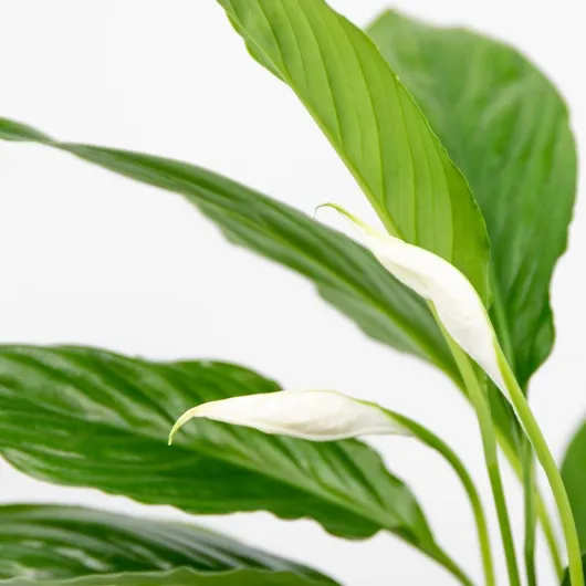 61sDXvzL gL._AC_SL1201_