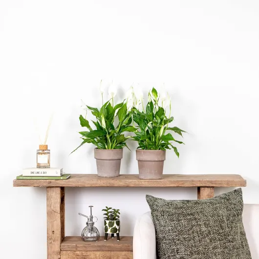 81hNKDpzudL._AC_SL1500_