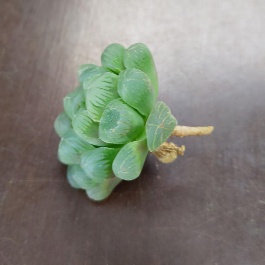 SUNNYPLANTS - Haworthia Cooperi Truncata, Plantes Succulentes d'Intérieur, 2 à 4 cm
