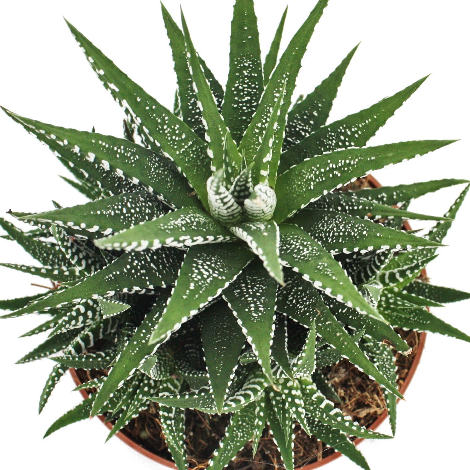Exotenherz - Haworthia fasciata - Zebra-Haworthie - plante en pot de 10,5 cm