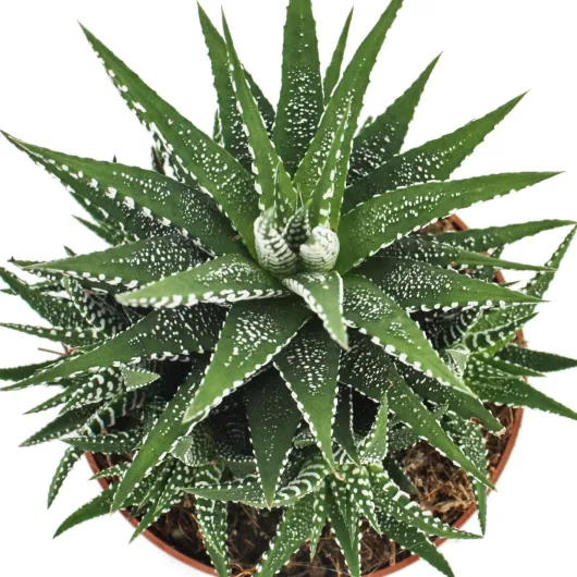 Exotenherz - Haworthia fasciata - Zebra-Haworthie - plante en pot de 10,5 cm
