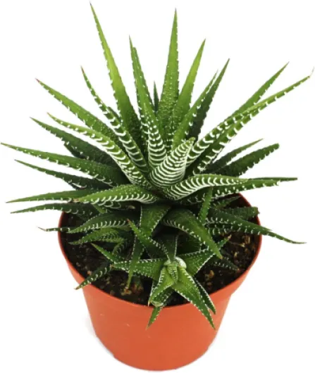 71c1tBnoECL._AC_SL1500_