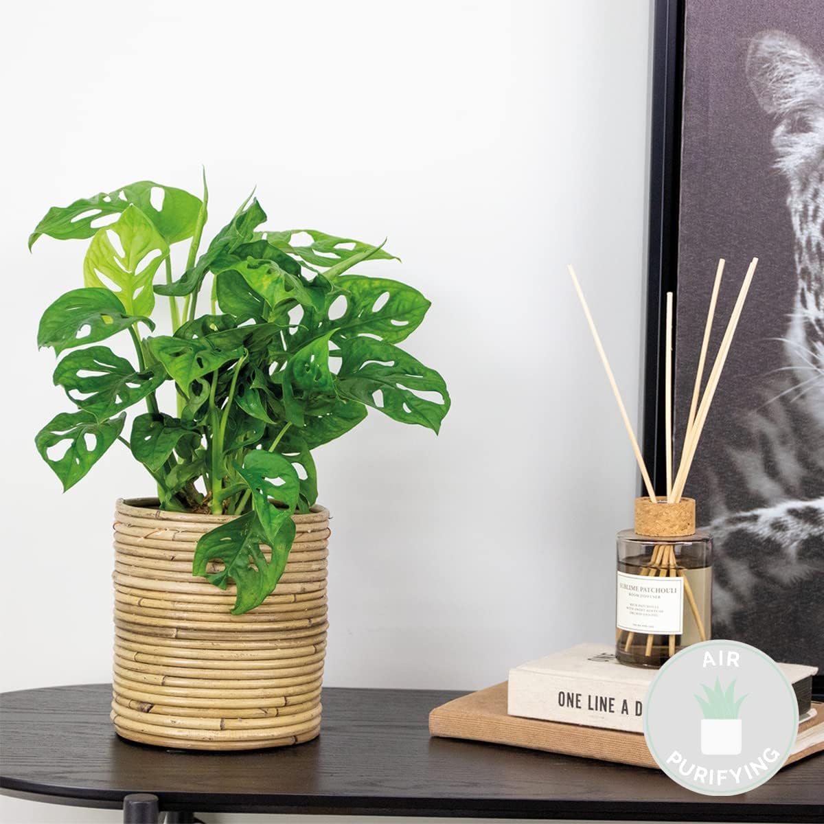 Monstera Adansonii - Monkey Leaf - Plante grimpante - Dépolluante - 20-30 cm de Haut - Pot 12 cm 1 20-25 cm