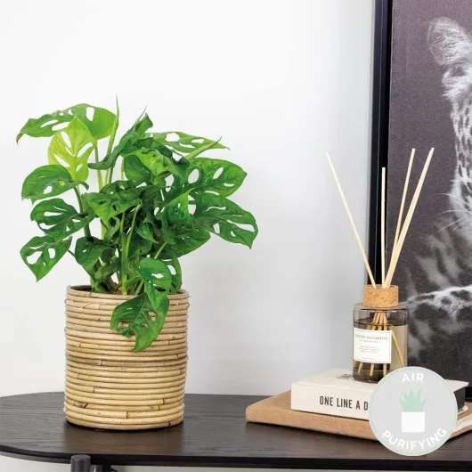 Monstera Adansonii - Monkey Leaf - Plante grimpante - Dépolluante - 20-30 cm de Haut - Pot 12 cm 1 20-25 cm