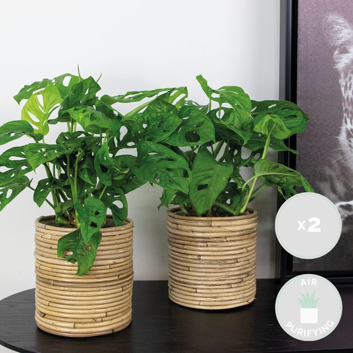 Lot de 2 - Monstera Adansonii - Monkey Leaf - Plante grimpante - Dépolluante - 20-30 cm de Haut - Pot 12 cm 2 20-25 cm