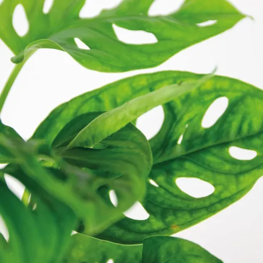 61dOW9EVMVL._AC_SL1200_