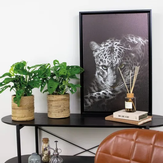 71QMvAPJqyL._AC_SL1200_