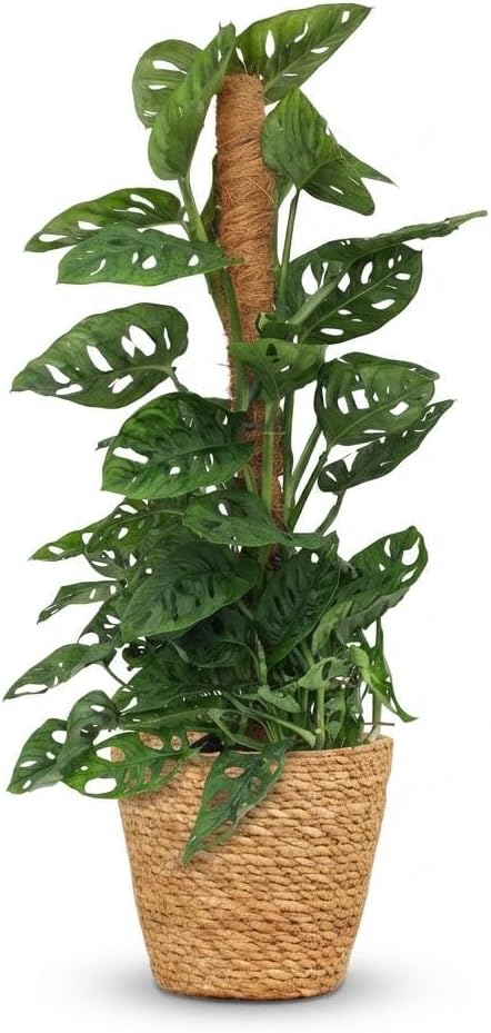 Plante d'intérieur - Monkey Mask - Monstera Adansonii sur tuteur - Vert - Entretien facile - 1 Plante - avec Panier - Pot 19cm - Hauteur 90cm 90 cm Panier