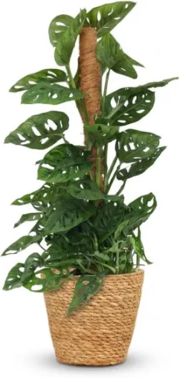 Plante d'intérieur - Monkey Mask - Monstera Adansonii sur tuteur - Vert - Entretien facile - 1 Plante - avec Panier - Pot 19cm - Hauteur 90cm 90 cm Panier
