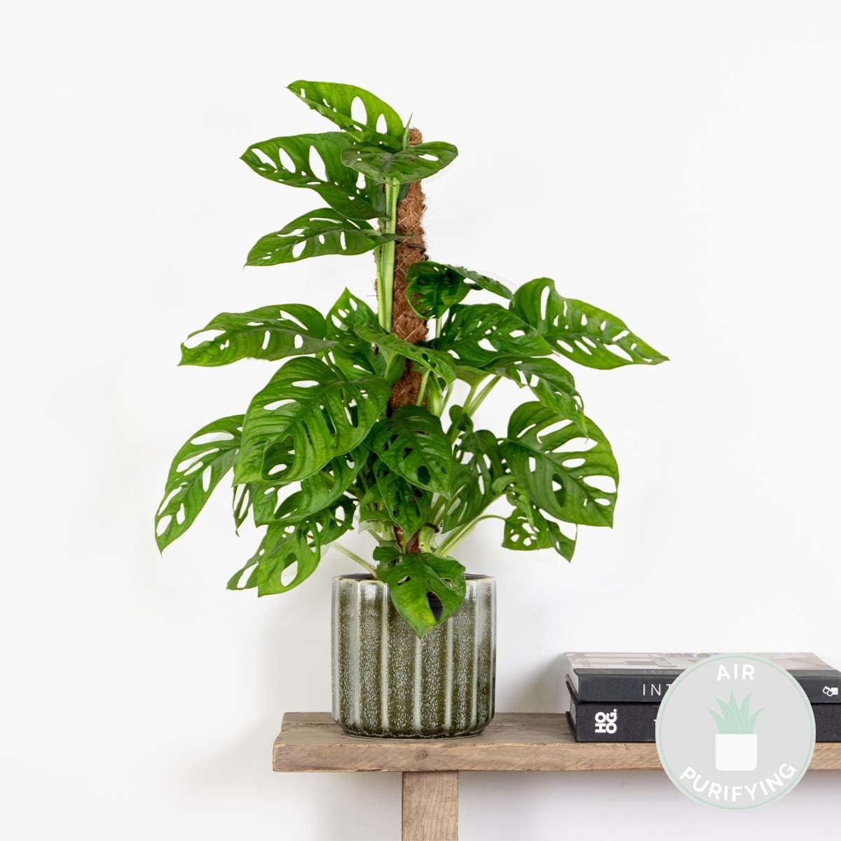 Monstera Adansonii avec tuteur - Plante 'Monkey Leaf' - Dépolluante - Facile à entretenir - 70-80 cm de Haut - Pot 17 cm 1 70-80 cm