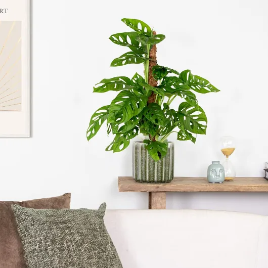 81EhehGP2aL._AC_SL1500_