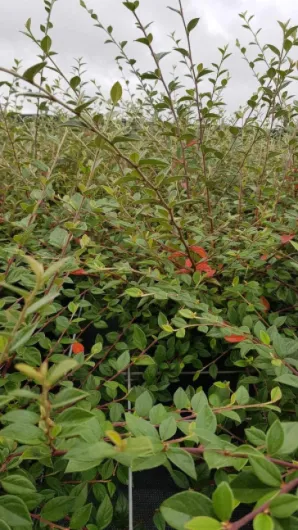 71-3KqMnW6L._AC_SL1200_