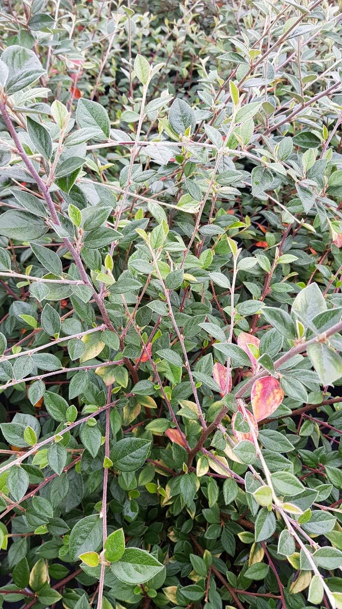 Cotoneaster franchetii/Cotonéaster de Franchet/Conteneur de 3 à 4 litres