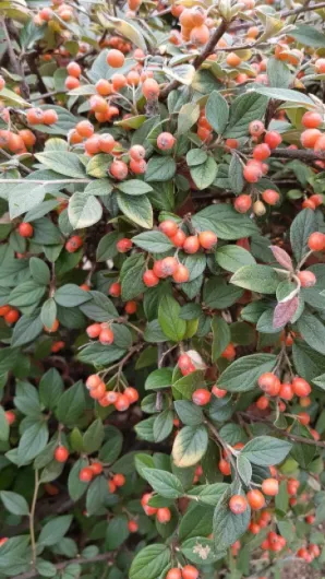 71wlt2fTt7L._AC_SL1200_