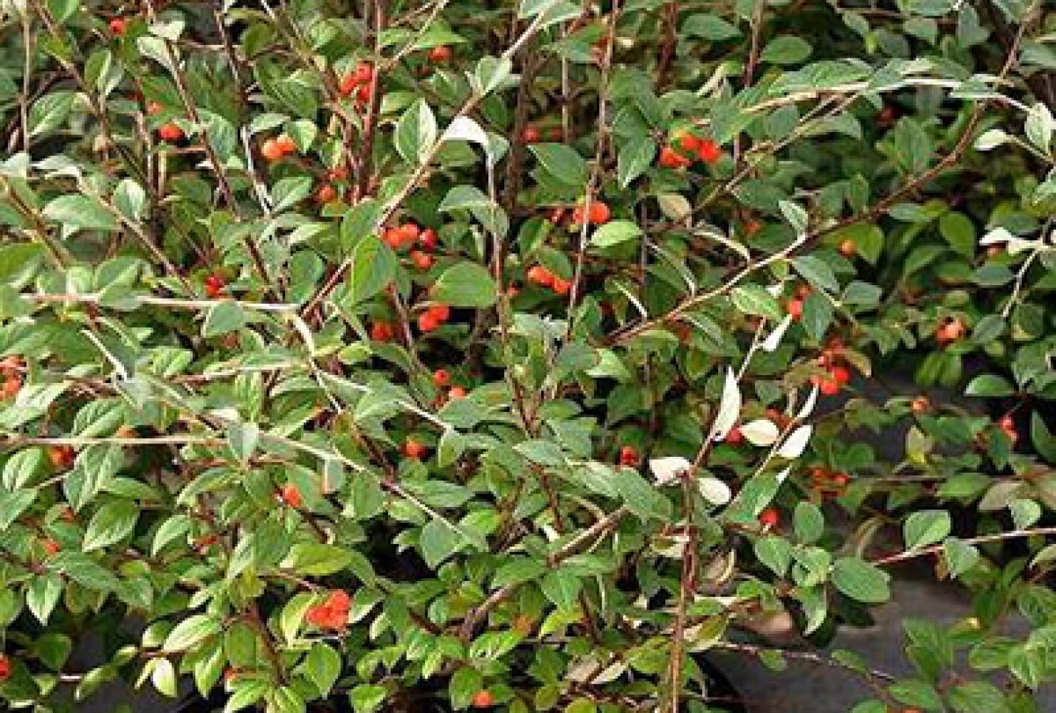 Cotoneaster franchetii - Cotonéastre De Franchet 40-60 cm en pot