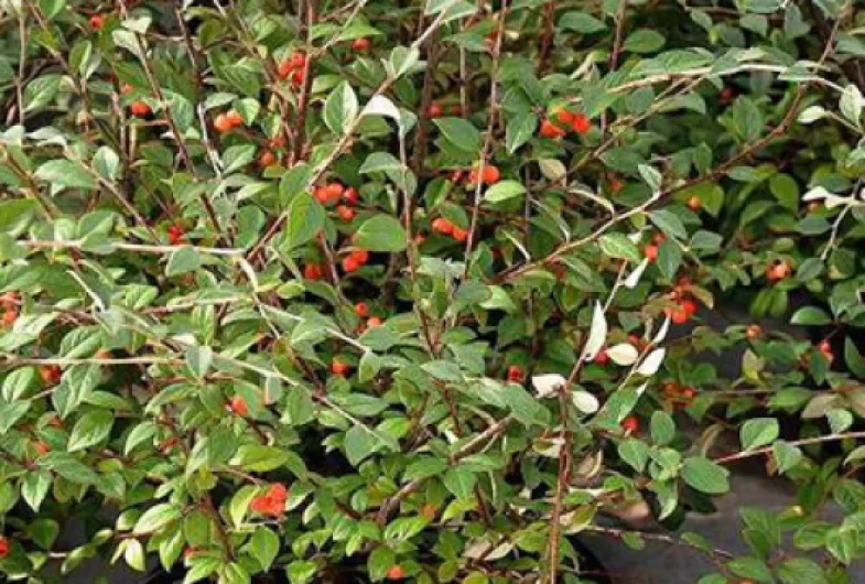 Cotoneaster franchetii - Cotonéastre De Franchet 40-60 cm en pot