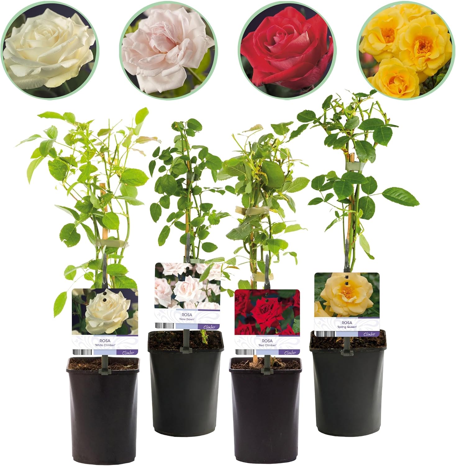GreenboutiQ - Rosier grimpant - Rosa Rainbow - Fleurs Rose Blanc Jaune Rouge - Peu d'entretien - 4 plantes - Pot 11cm Hauteur 40cm 4 Rosa Rainbow