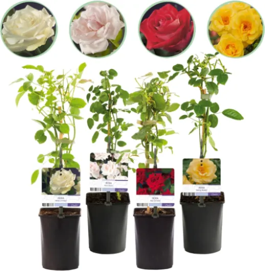 GreenboutiQ - Rosier grimpant - Rosa Rainbow - Fleurs Rose Blanc Jaune Rouge - Peu d'entretien - 4 plantes - Pot 11cm Hauteur 40cm 4 Rosa Rainbow