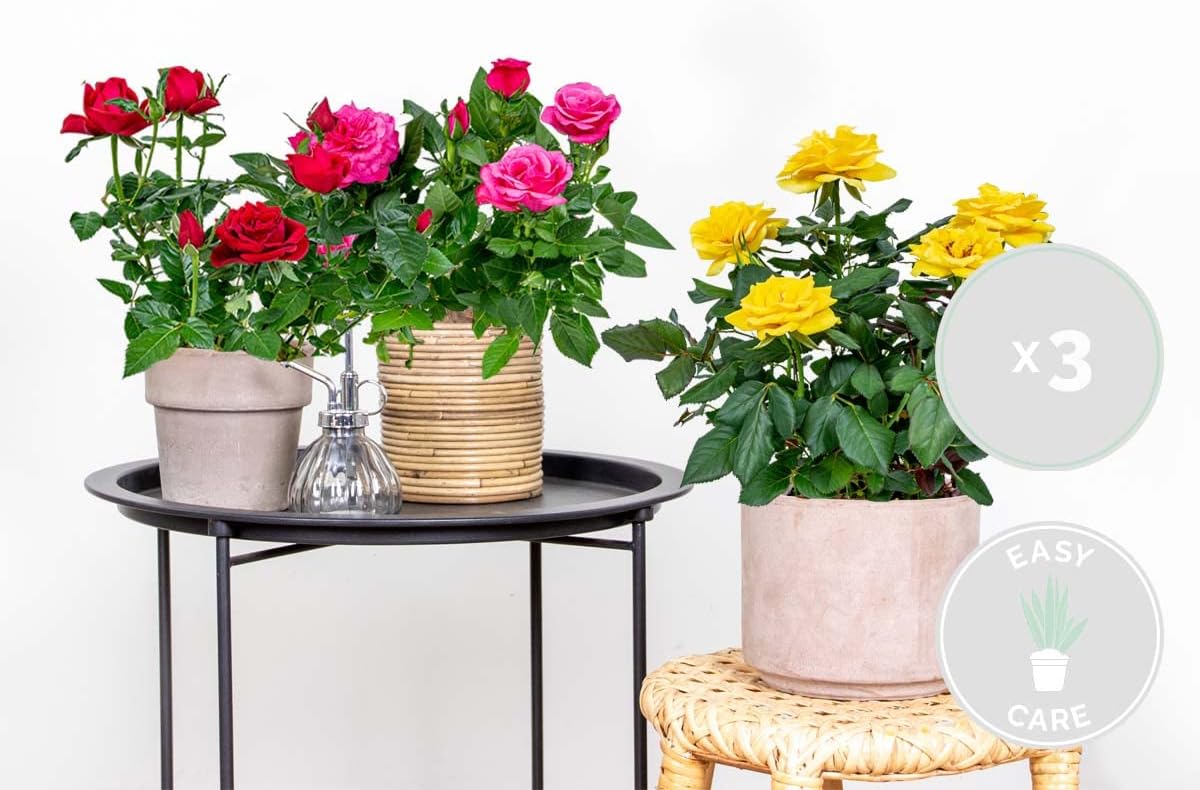 Lot de 3 - Rosiers Nains - Rouge, Jaune, Rose - Plantes d’intérieur & extérieur - Terrasse & Jardin - Rustique - 20-30 cm de Haut - Pot 12 cm 3 Mélange bling rose 30 cm