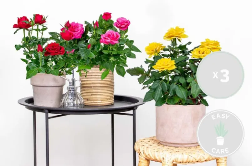 Lot de 3 - Rosiers Nains - Rouge, Jaune, Rose - Plantes d’intérieur & extérieur - Terrasse & Jardin - Rustique - 20-30 cm de Haut - Pot 12 cm 3 Mélange bling rose 30 cm