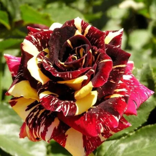 61pkCItnfML._AC_SL1000_