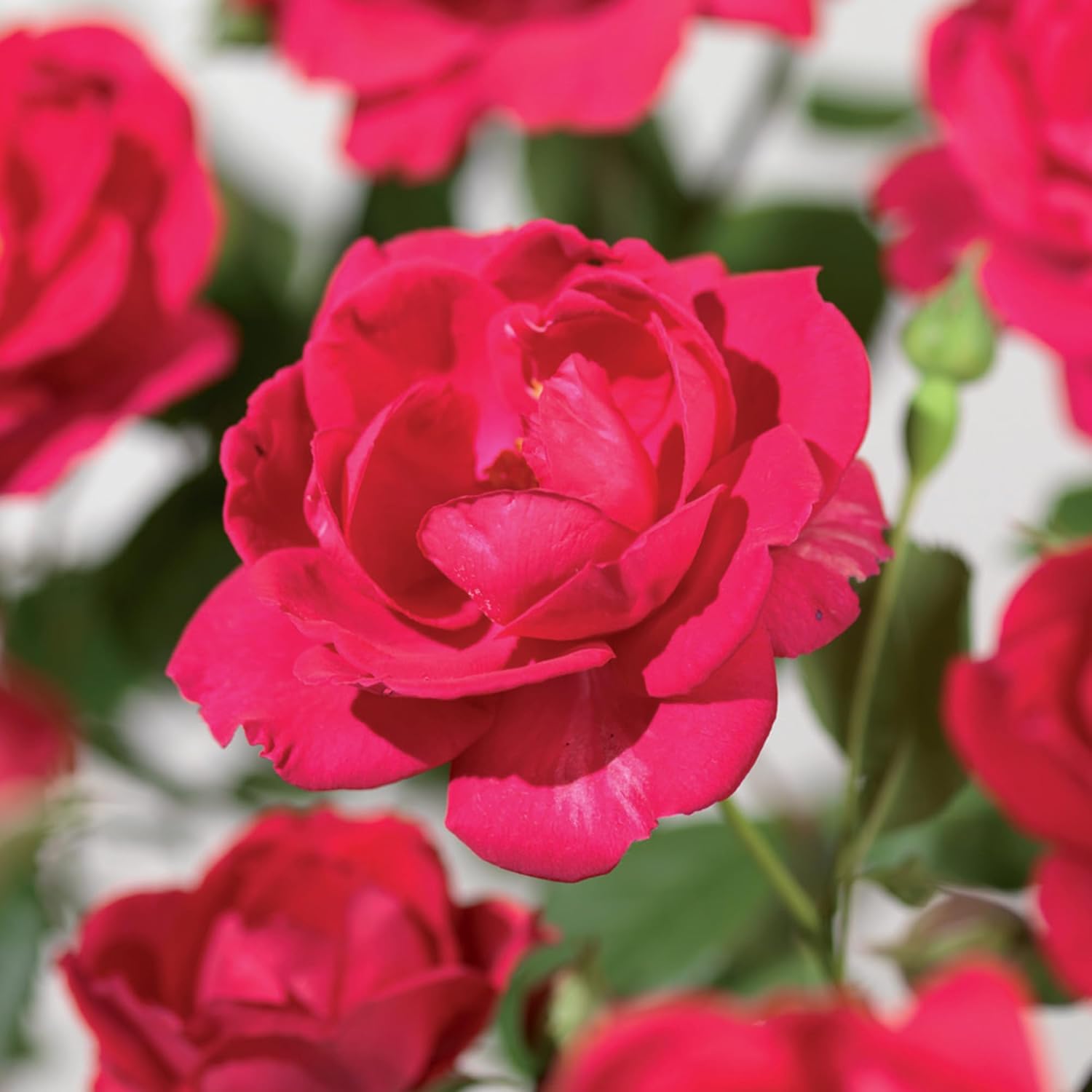 Lot de 4 Rosiers en Pot – Royal Queen, Spring Queen, Salmon Queen et Veilchenblau – Arbustes de Jardin Faciles d’Entretien pour Bordures et Contenants Paquet de 4