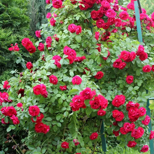 91Y3kFCmWHL._AC_SL1500_