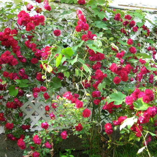 91GFi Xmn8L._AC_SL1500_