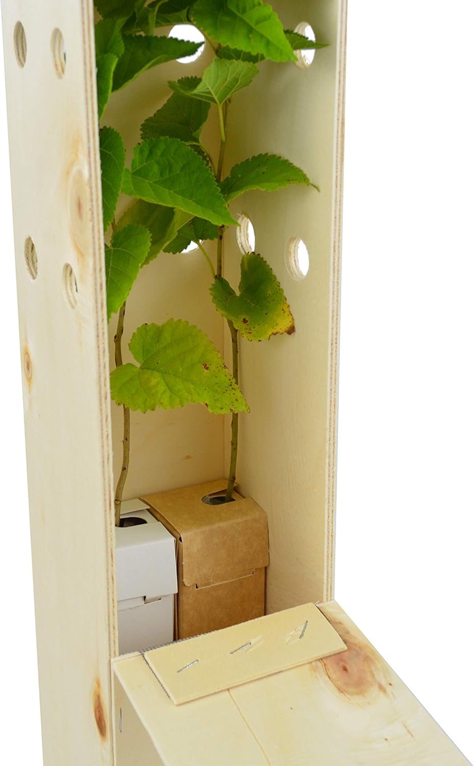 Mûrier Noir (Morus Nigra) – Arbre Rustique et Élégant à Fruits - Jeune Pousse Reçue dans une Caisse en Bois Réutilisable – 2 Unités