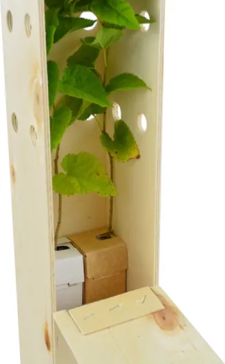 Mûrier Noir (Morus Nigra) – Arbre Rustique et Élégant à Fruits - Jeune Pousse Reçue dans une Caisse en Bois Réutilisable – 2 Unités