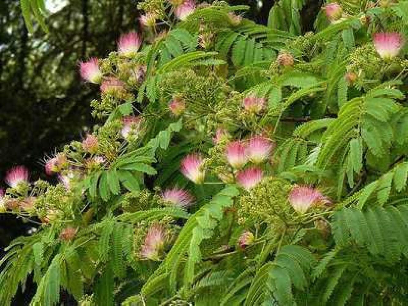 Albizia jul - 'Ombrella' ('bourbi'®) - Zijdeboom 40-50 cm en pot