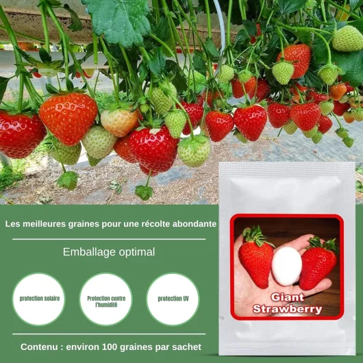 Graines de Fraises Géantes env - 100 pcs – La plus grande fraise au monde "Giant" – Fruits Sucrés – Rustique & Vivace