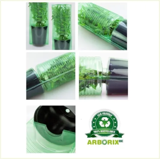 Leycesteria Formosa- Arbre aux faisans 40-50 cm en conteneur