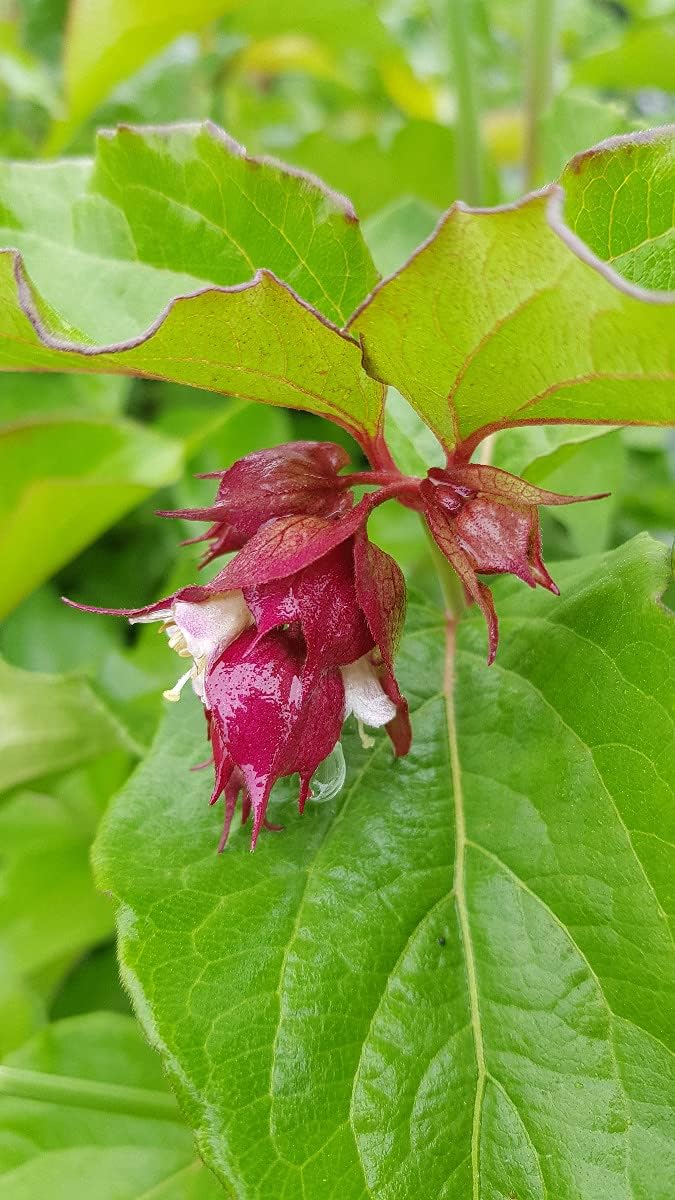 Leycesteria formosa 'Purple Rain' / Arbre aux Faisans 'Purple Rain' / Conteneur de 3 à 4 litres
