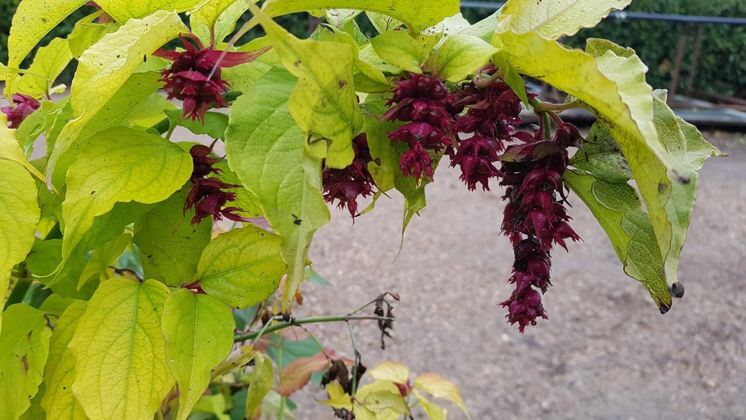 Leycesteria formosa GOLDEN LANTERNS® 'Notbruce' / Arbre aux faisans doré/Conteneur de 3 à 4 litres
