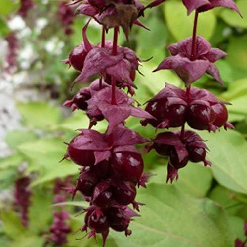 Leycesteria Formosa 'Purple Rain'- Arbre aux faisans 'Purple Rain' 40-50 cm en conteneur