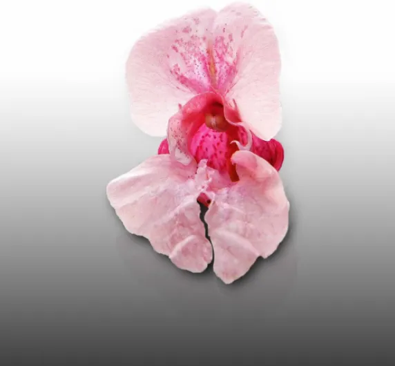 617NFzGykxL._AC_SL1416_