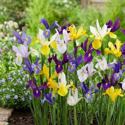 Iris Bulbe Hollandais Économique - Bulbe Iris - 50 Bulbes de Fleurs à Planter Exterieur - 5/6 Couleurs Plantes Vivaces Exterieur - Rustique - Naturelle Plantes de Hollande (pas de graines) 50 Multicolore - Iris Hollandica