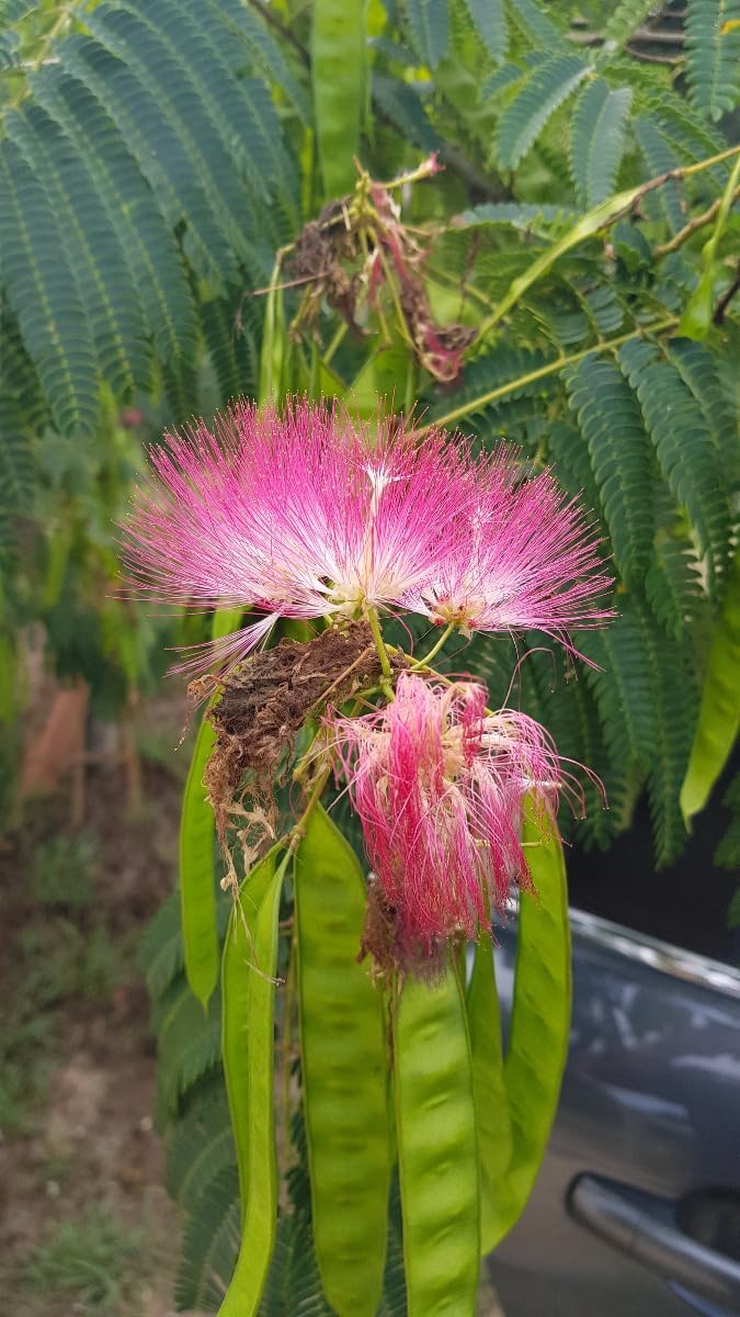 Albizia julibrissin OMBRELLA® 'Boubri' / Arbre à soie à fleurs rose/Conteneur de 3 à 4 litres