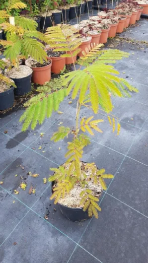 81yLx0invVL._AC_SL1200_