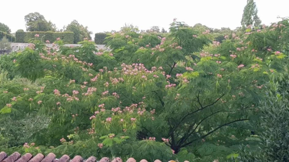 81fP2qusScL._AC_SL1500_