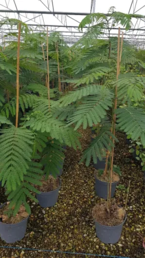 711BdSwaO1L._AC_SL1200_