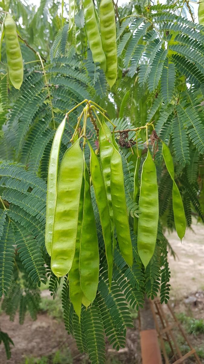 Albizia julibrissin 'Rouge Selection' / Arbre à soie à fleurs rouge/Conteneur de 3 à 4 litres/Baliveau