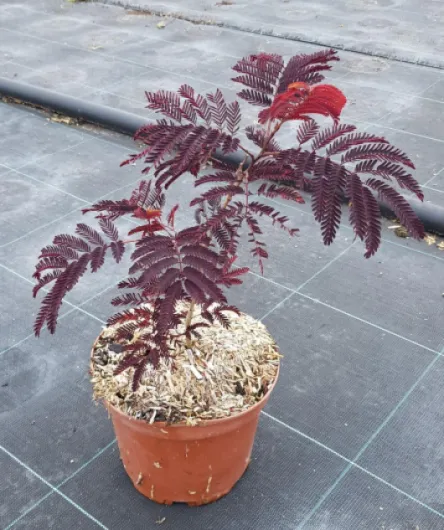 Albizia julibrissin 'Summer Chocolate'® / Arbre à soie poupre/Conteneur de 3 à 4 litres